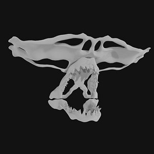 Hammerhead Shark Skull