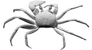 free scan ghost crab 3d model