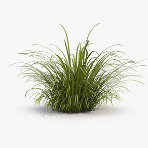 Wild Tall Grass