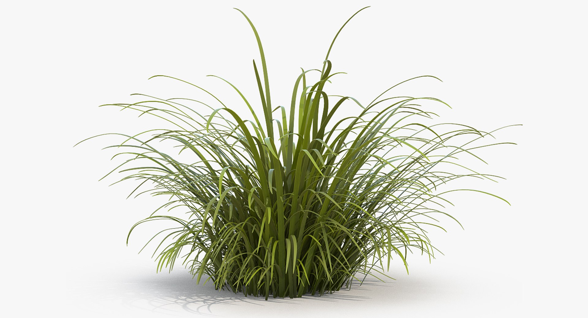 Wild Tall Grass 3D model preview