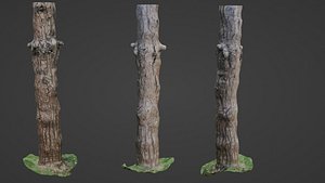 3D Tall tree model