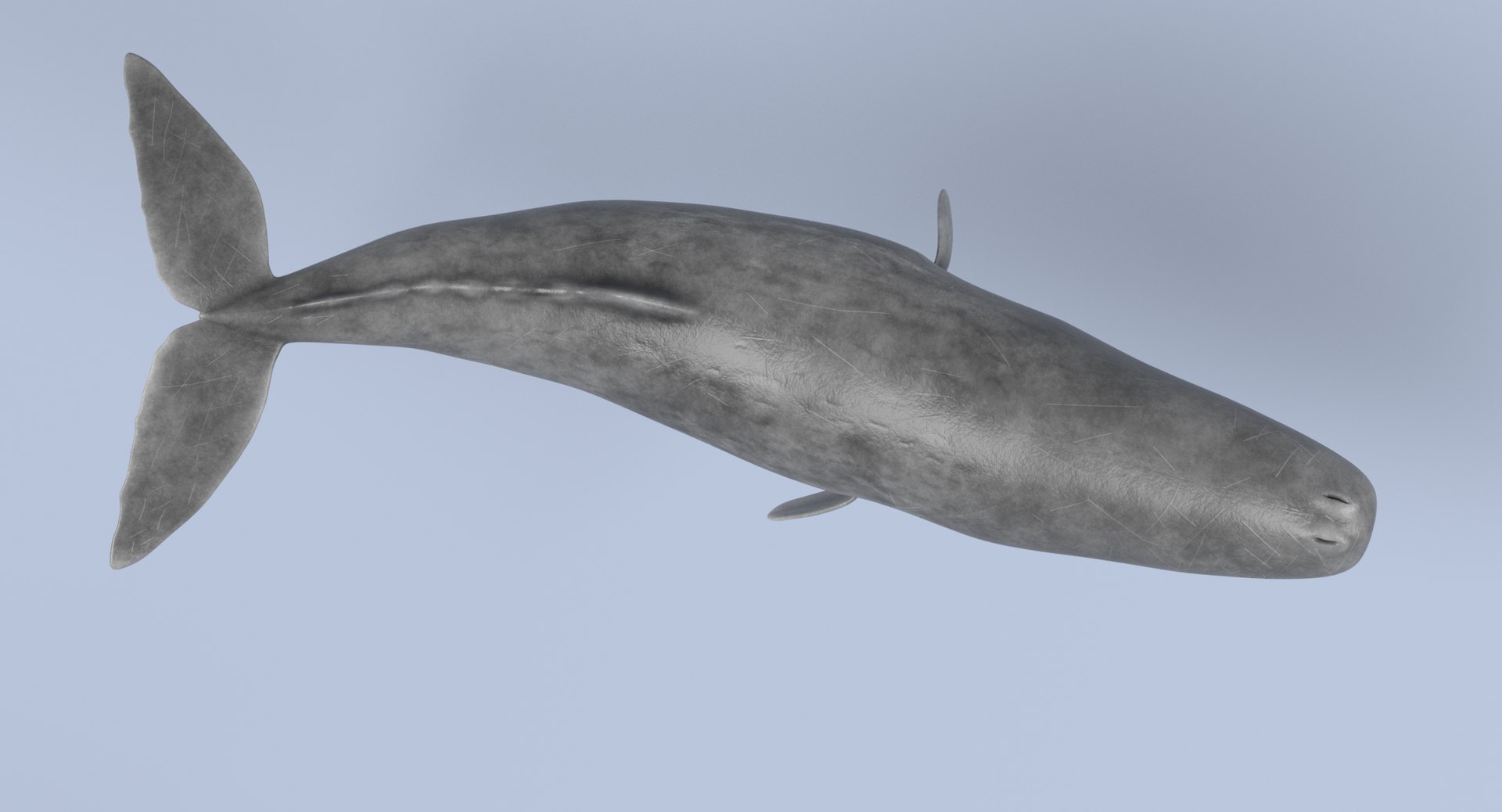 Sperm Whale Rigged 3D Model - TurboSquid 1191273