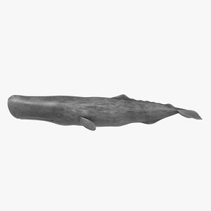 Sperm Whale (Rigged)