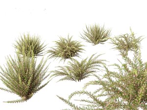 Grevillea rosmarinifolia - rosemary grevillea 3D model