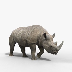 3D African Rhinoceros Animated model