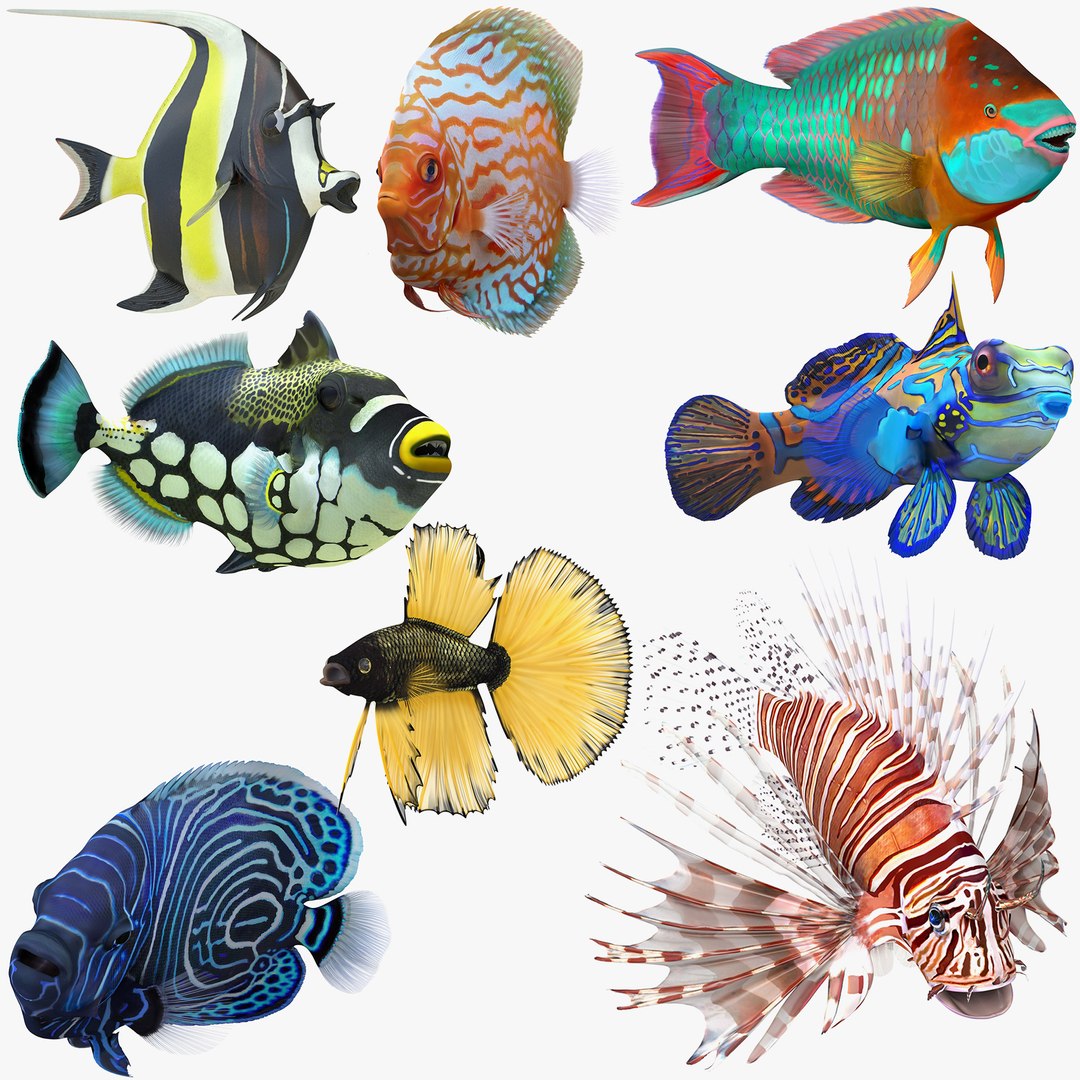 Coral Fishes Rigged Collection 2 for Cinema 4D 3D model preview