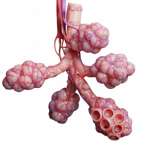 Realistic human bronchi alveoli 3D - TurboSquid 1575029