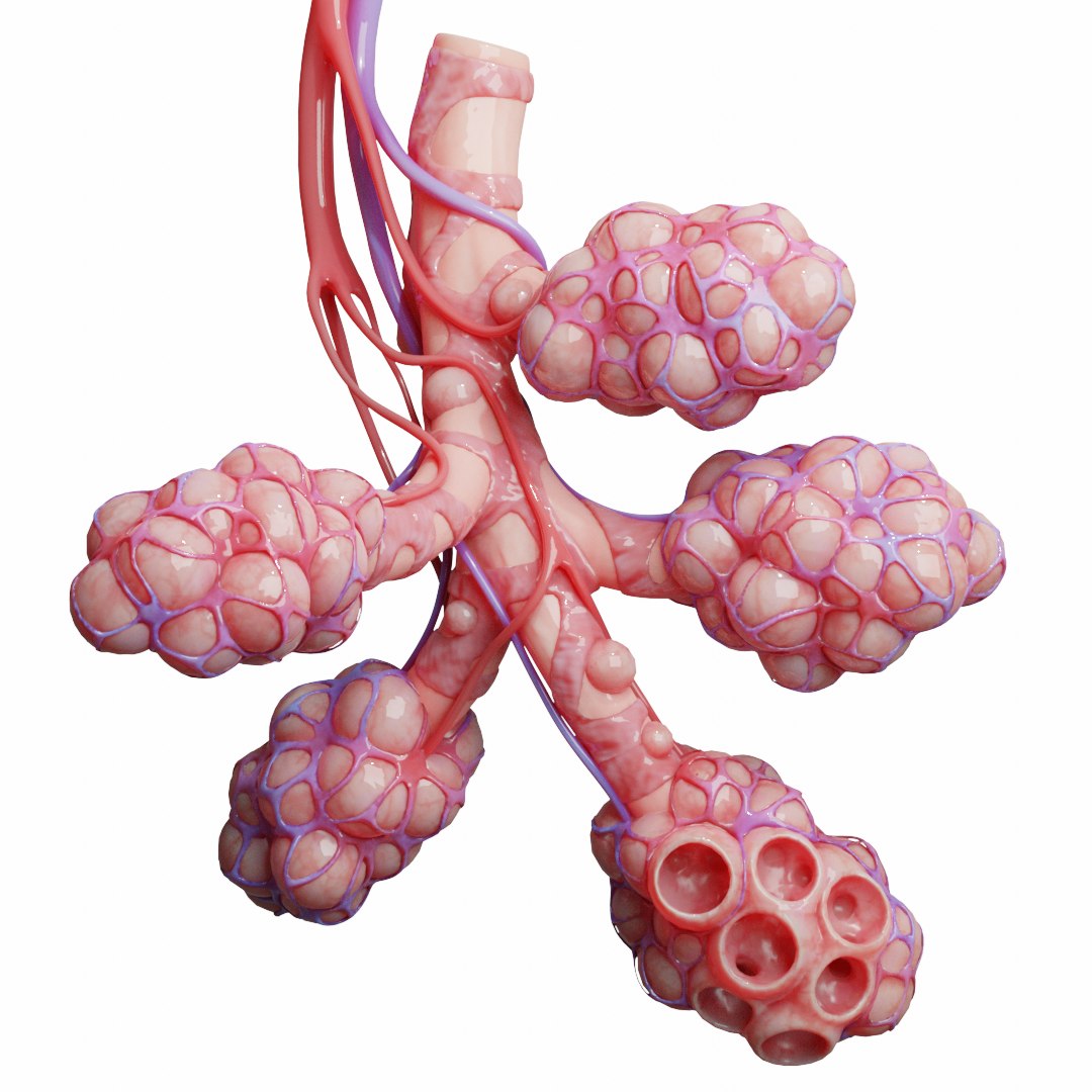 Realistic Human Bronchi Alveoli 3D - TurboSquid 1575029