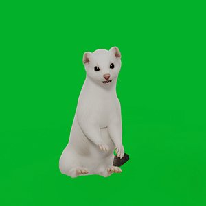 Ermine Stoat Weasel