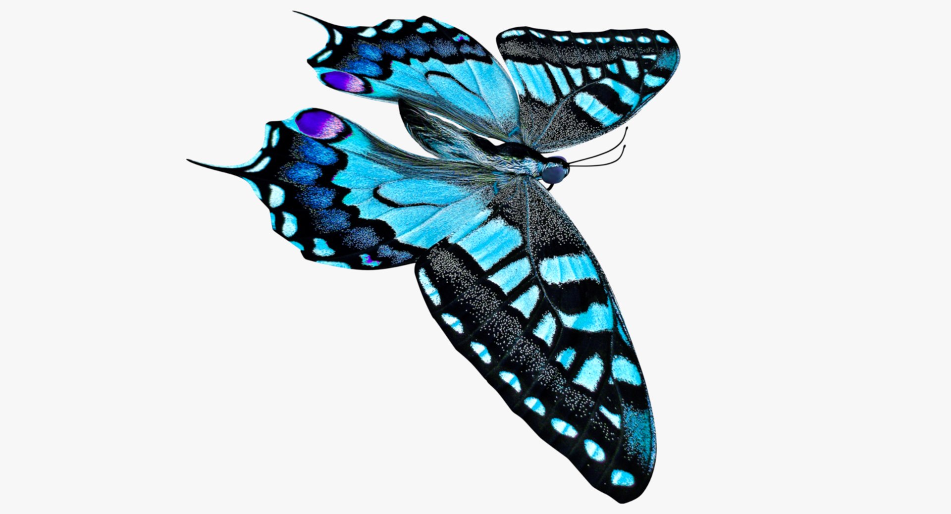 3D butterfly blue https://p.turbosquid.com/ts-thumb/Ao/62z8AX/EEnPHdoY/0007/png/1530119832/1920x1080/fit_q87/386bec345507c004324e19f9bdb689f67b9c0ae6/0007.jpg
