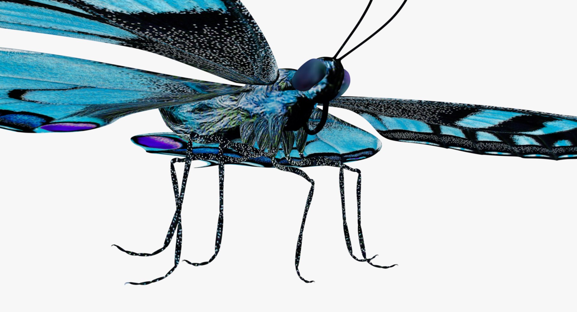 3D butterfly blue https://p.turbosquid.com/ts-thumb/Ao/62z8AX/JNYvtS45/0002/png/1530119796/1920x1080/fit_q87/e48db25dc1c8164fd78f6c5adfedfb1a698ae93c/0002.jpg