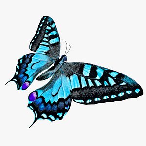 3D butterfly blue