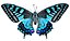 Butterfly Blue