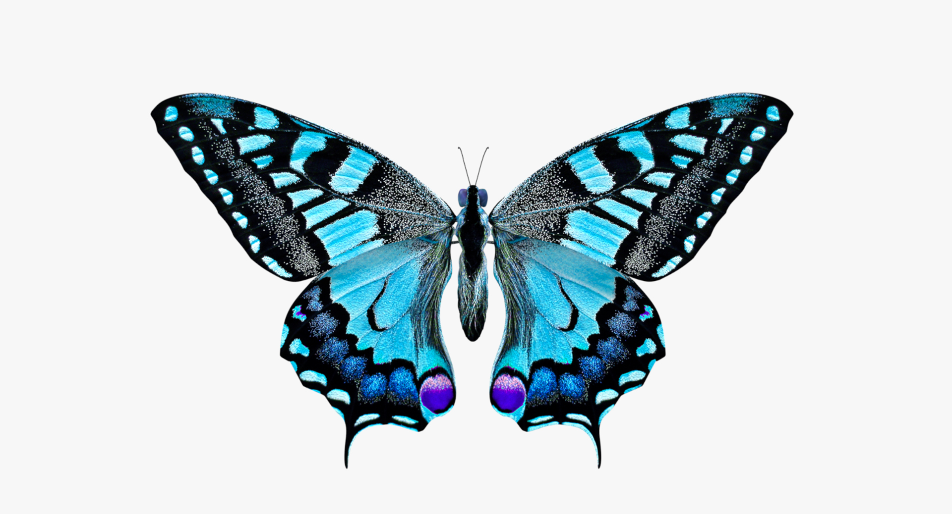 3D butterfly blue https://p.turbosquid.com/ts-thumb/Ao/62z8AX/ehkWL2tx/butterfly.png/png/1530119713/1920x1080/turn_fit_q99/134f3e2b28f975c68b97ca93c62cc5ddfe83e5b7/butterfly.png-1.jpg