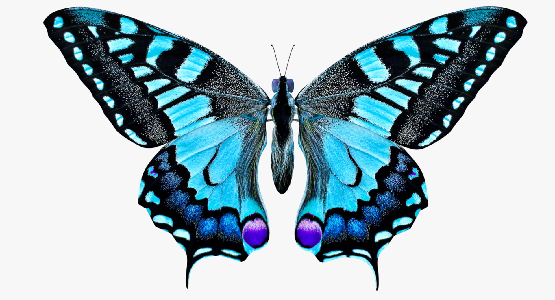 3D butterfly blue https://p.turbosquid.com/ts-thumb/Ao/62z8AX/giUB4QFR/0/png/1530119600/1920x1080/fit_q87/f44b9c0ca3d0ee30fa2c9b65a67b57155bdc656c/0.jpg
