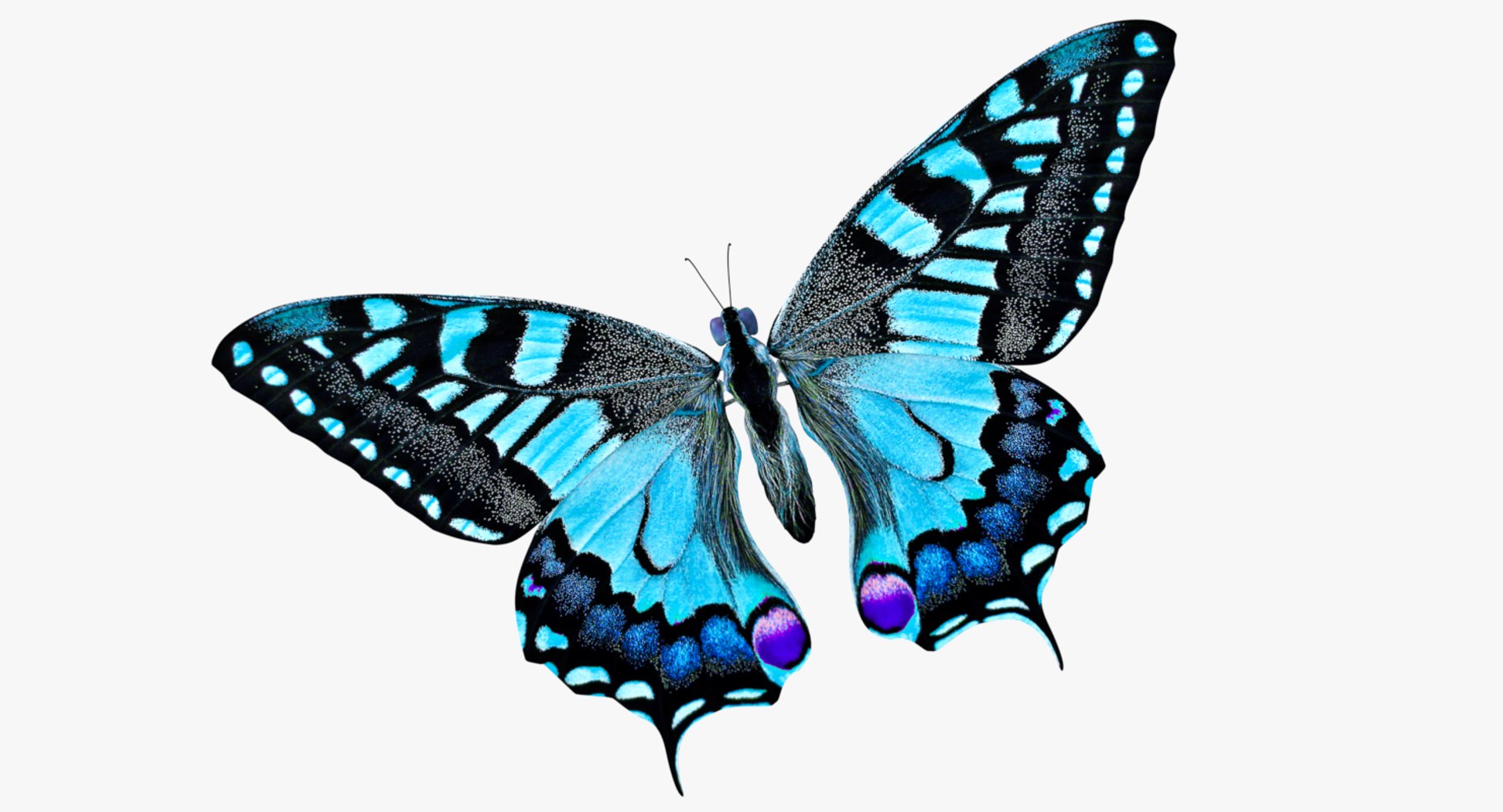 3D butterfly blue https://p.turbosquid.com/ts-thumb/Ao/62z8AX/z89KJtTc/0001/png/1530119796/1920x1080/fit_q87/4220d3762425ee4902003ce011bb9fa22d47b30a/0001.jpg