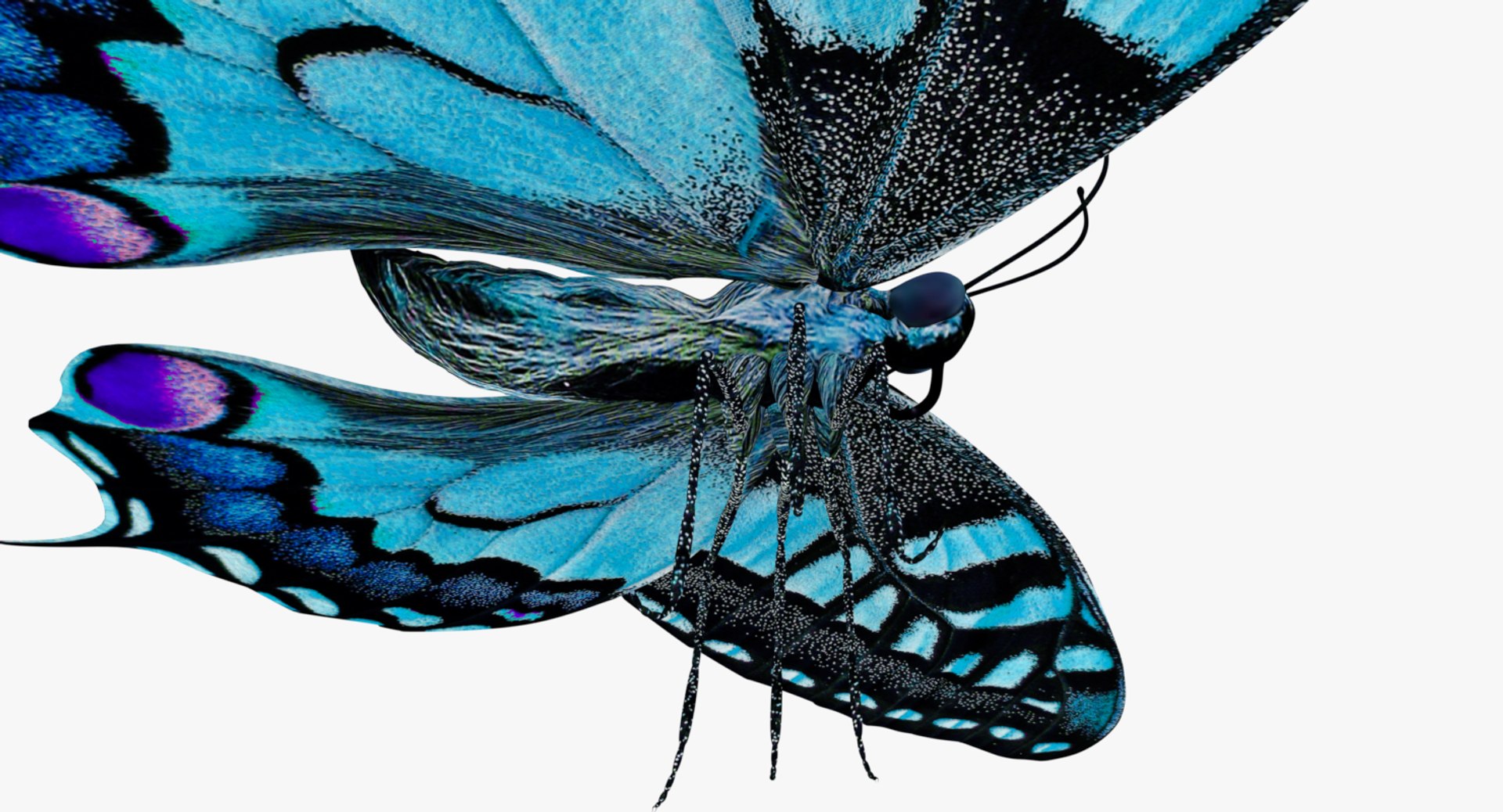 3D butterfly blue https://p.turbosquid.com/ts-thumb/Ao/62z8AX/zg5pjnMK/0003/png/1530119796/1920x1080/fit_q87/720d1a07b609214c254eb538fc086c581763b5bf/0003.jpg