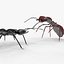 3D Robot ants