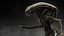 Xenomorph