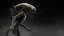 Xenomorph