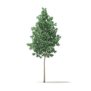 Quaking Aspen 3D Model 9.7m
