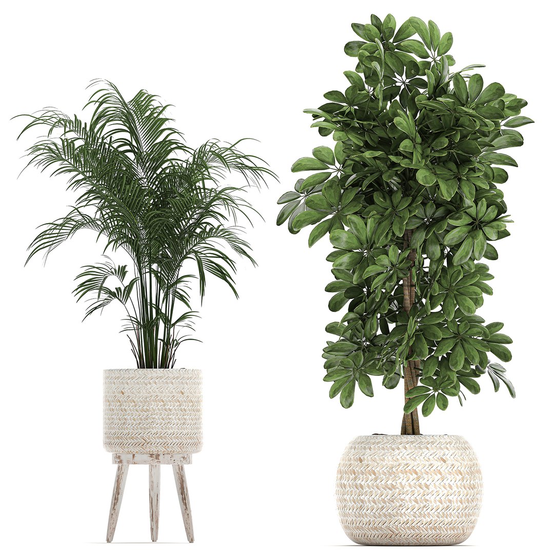 3D plants interior rattan houseplants https://p.turbosquid.com/ts-thumb/Ao/Zhf2Uj/7AVk0hqY/plants0912202004/jpg/1607603960/1920x1080/fit_q87/d5963c5869366eae881b4936a081f0ace9b35d99/plants0912202004.jpg