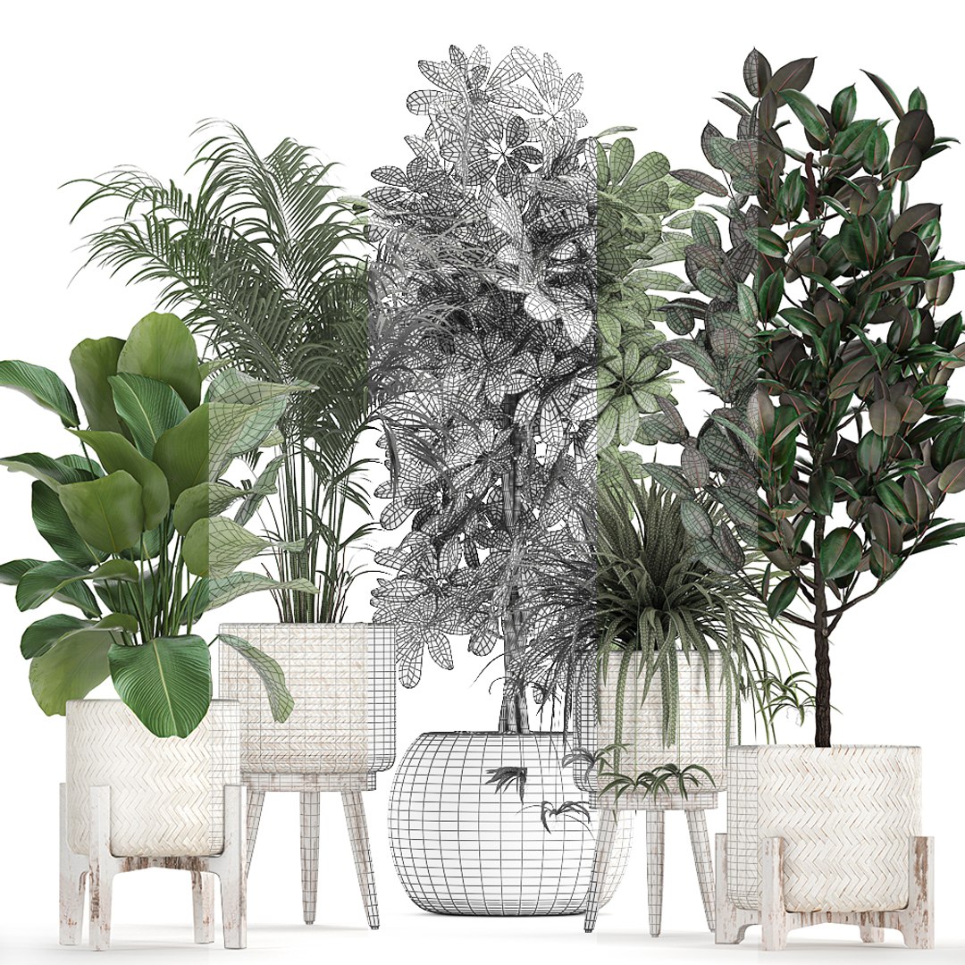 3D Plants Interior Rattan Houseplants - TurboSquid 1662521