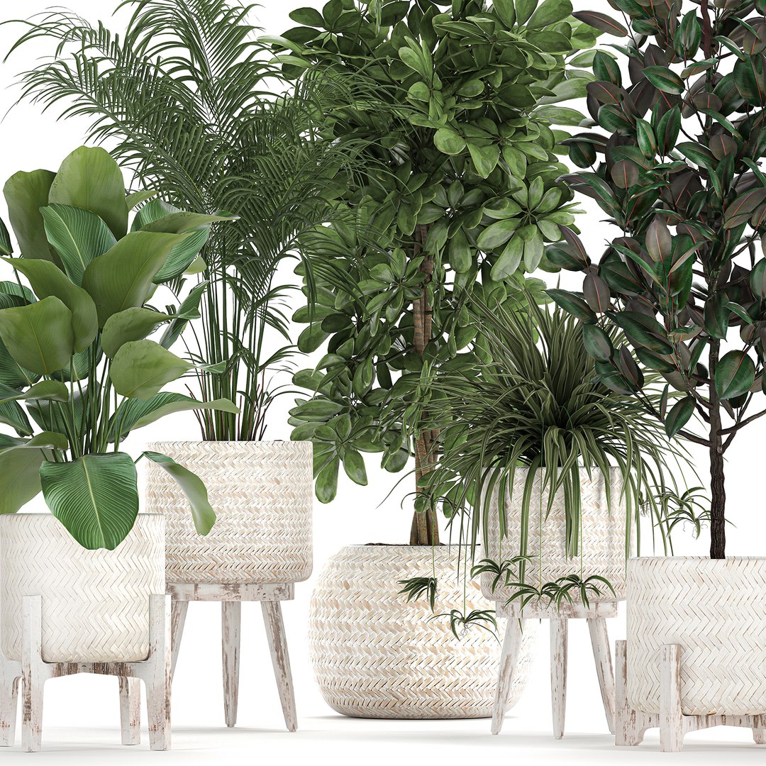 3D plants interior rattan houseplants https://p.turbosquid.com/ts-thumb/Ao/Zhf2Uj/J4755K3a/plants0912202001/jpg/1607603960/1920x1080/fit_q87/78a49f6ab17b6214c4388e6c527d503fc29233d1/plants0912202001.jpg