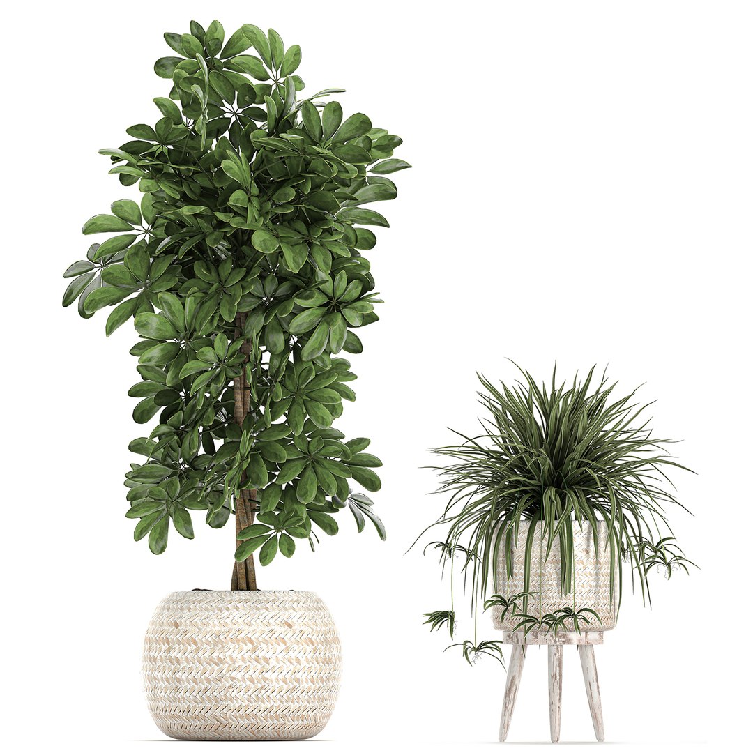 3D plants interior rattan houseplants https://p.turbosquid.com/ts-thumb/Ao/Zhf2Uj/LYGmBMmW/plants0912202005/jpg/1607603960/1920x1080/fit_q87/59199a2eeee4964a5b64a88ab94f167b8042786d/plants0912202005.jpg