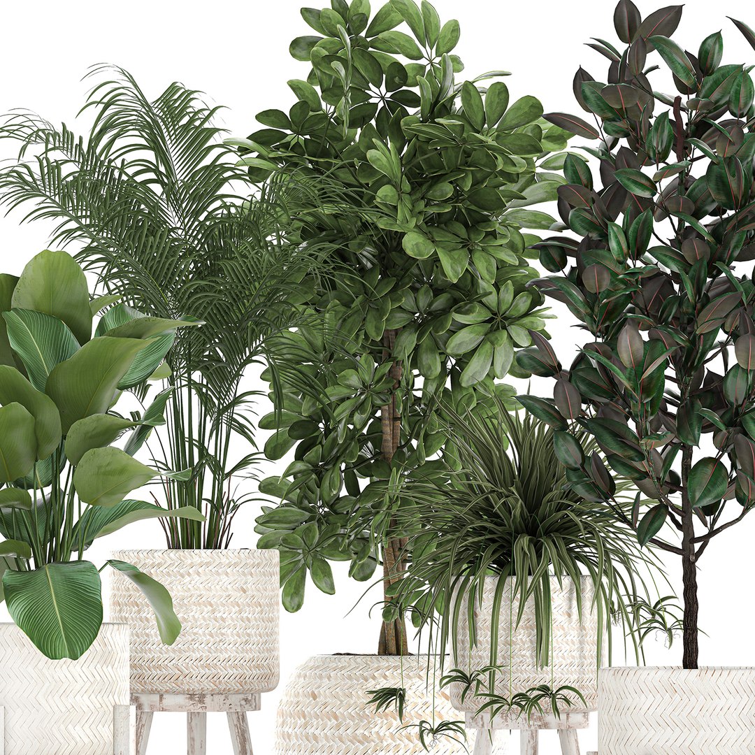 3D Plants Interior Rattan Houseplants - TurboSquid 1662521