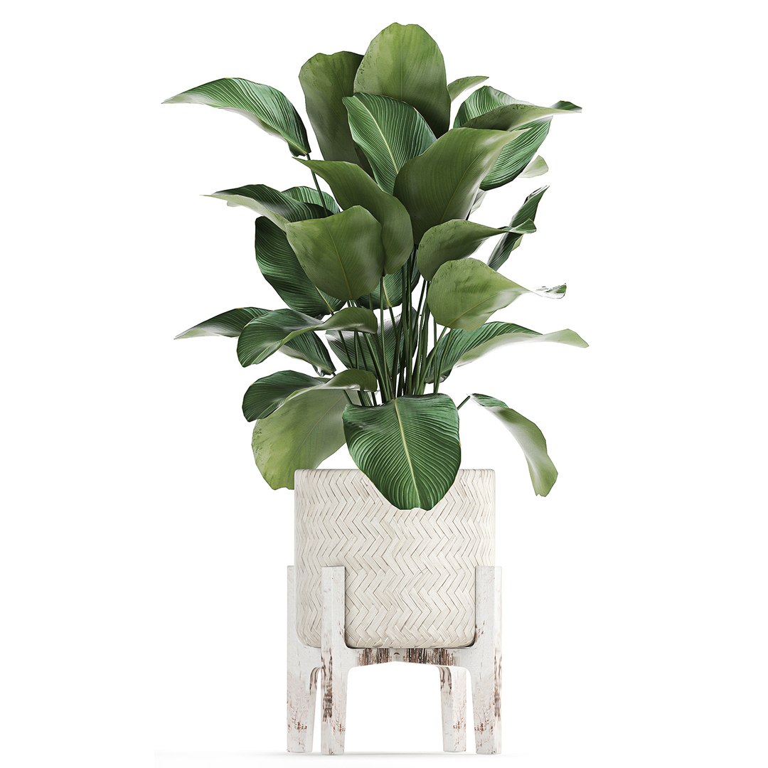 3D plants interior rattan houseplants https://p.turbosquid.com/ts-thumb/Ao/Zhf2Uj/yngszays/plants0912202010/jpg/1607603960/1920x1080/fit_q87/1c18c87148330c4837e730cccf12b5e764fb0c3d/plants0912202010.jpg