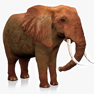 African Elephant RIGGED L2350 model