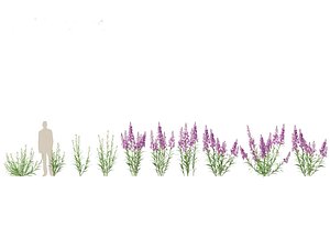 Epilobium angustifolium - Fireweed