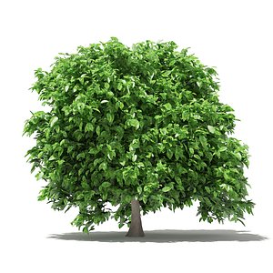 pomelo tree 2 4m 3D model