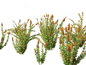 3D Elegia capensis - Horsetail restio 01