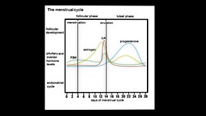 menstrual cycle graph