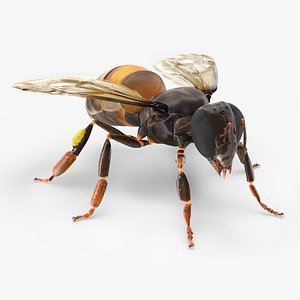 3D model Honey Bee Insect