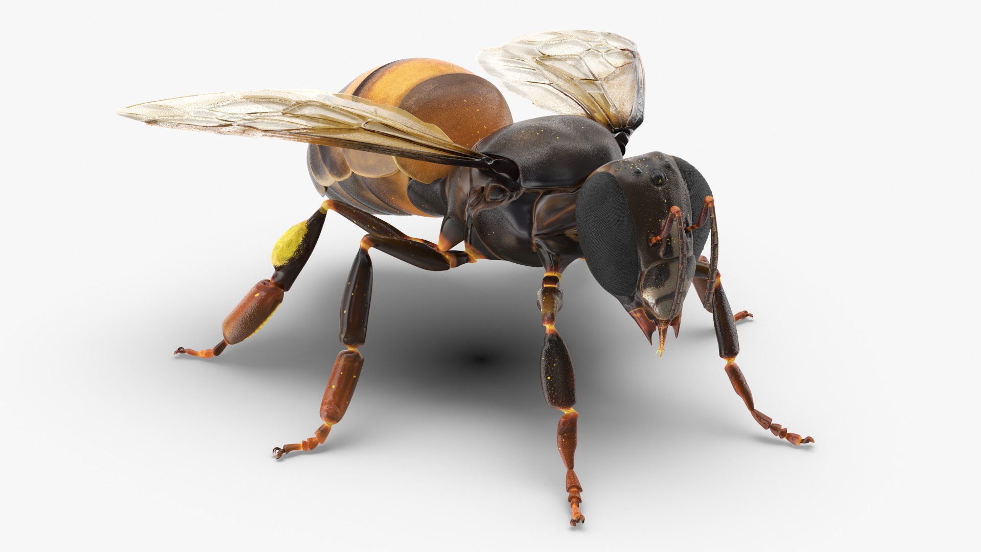Honey Bee Insect 3D model preview