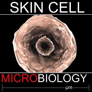 Skin Cell