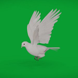 Dove Bird