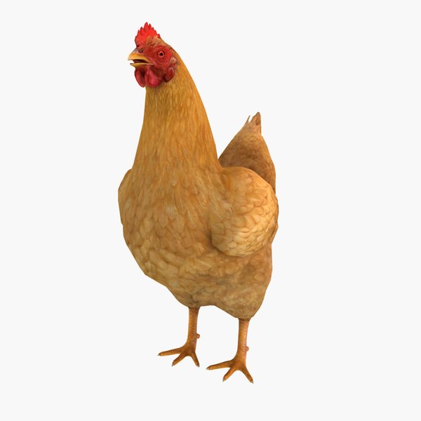 modelo 3d Pollo - TurboSquid 1018984