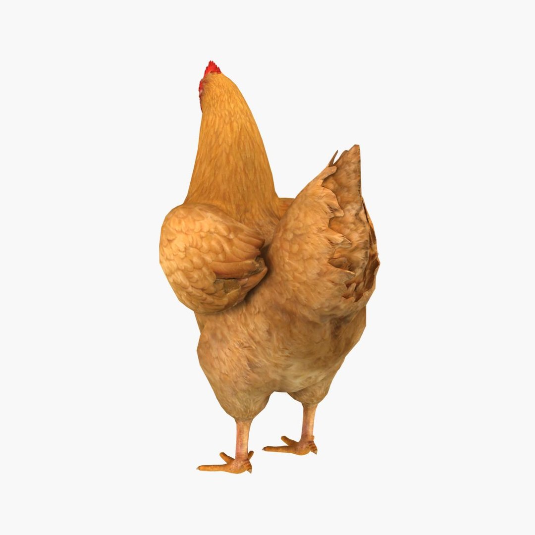 3d Chicken Model