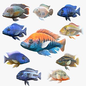Cichlid Fish Collection 1-10 3D model
