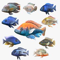 Cichlid Fish Collection 1-10