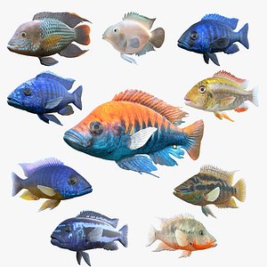 Cichlid Fish Collection 1-10