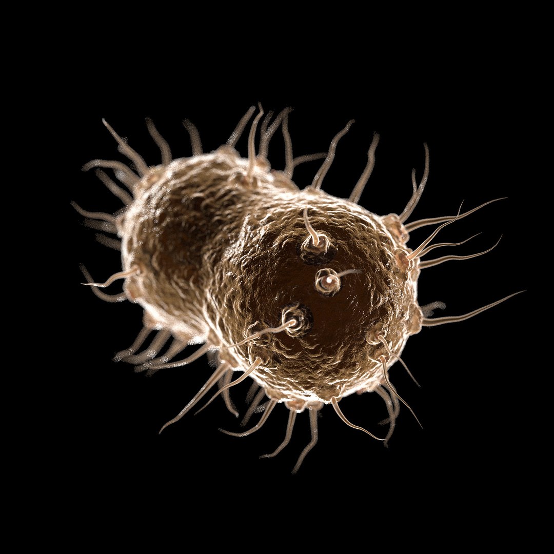 75 microbes micro bacteria cells model https://p.turbosquid.com/ts-thumb/Aq/O6rrIx/1S7TGFX0/gonorrheaneisseriagonorrhoeae_02/jpg/1601714987/1920x1080/fit_q87/366f0d2931cb34618bbf26d61338c19b6d7eb141/gonorrheaneisseriagonorrhoeae_02.jpg