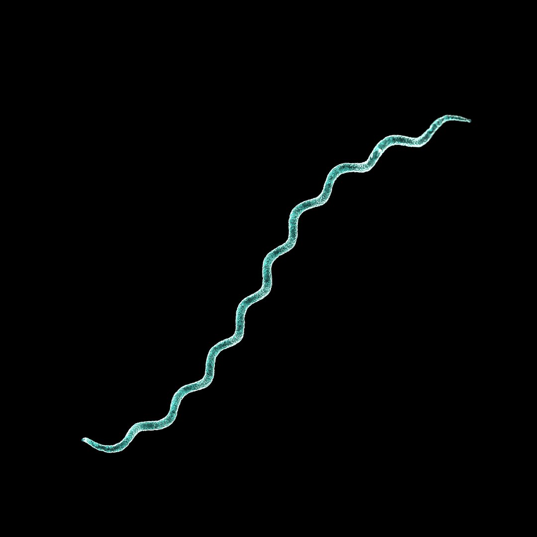 75 microbes micro bacteria cells model https://p.turbosquid.com/ts-thumb/Aq/O6rrIx/3gcm47LF/lymediseaseborreliaburdorferi_02/jpg/1601715019/1920x1080/fit_q87/dabc0d12697e4ee2823e7d81f1096c8c026e943f/lymediseaseborreliaburdorferi_02.jpg