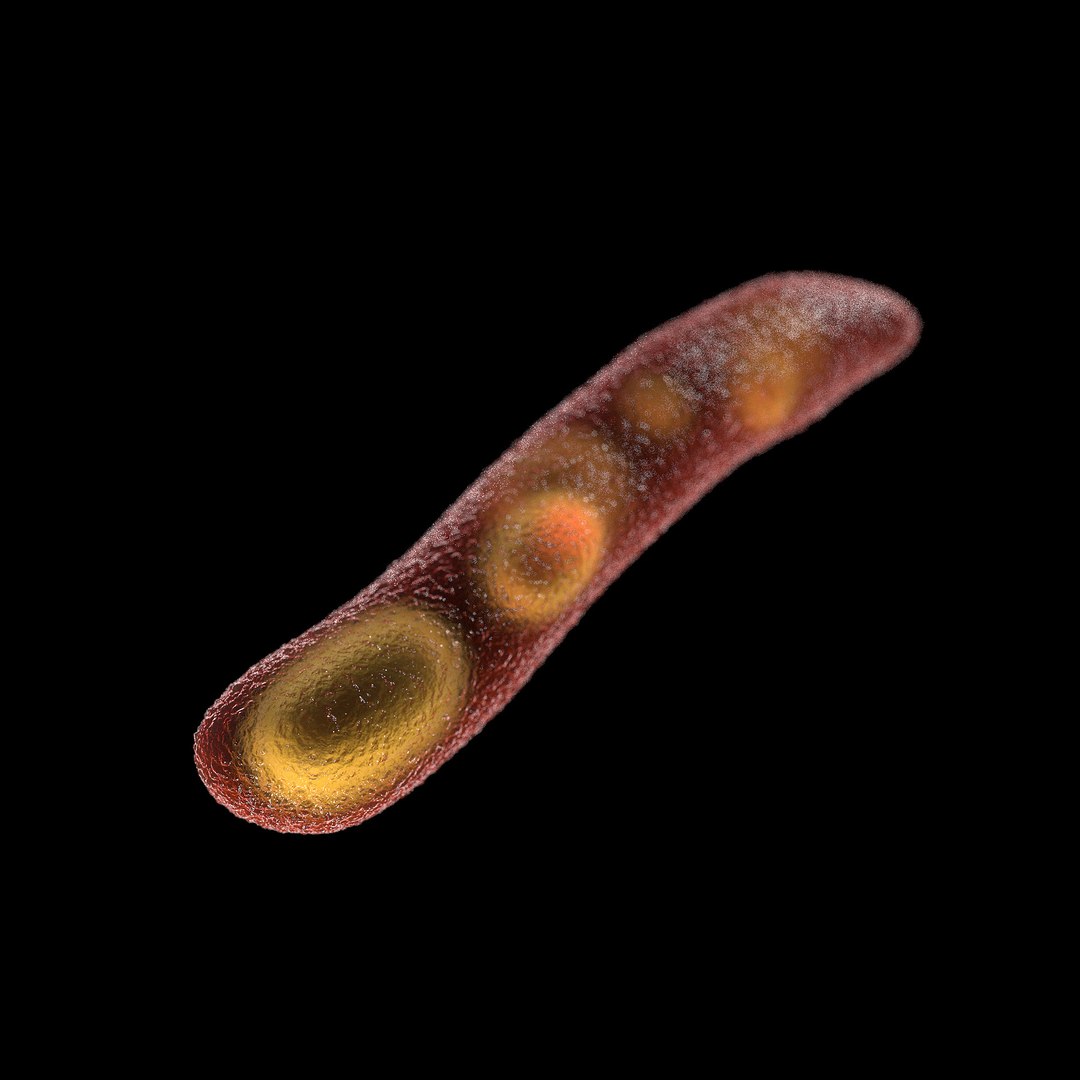 75 microbes micro bacteria cells model https://p.turbosquid.com/ts-thumb/Aq/O6rrIx/5E3bfa9m/tbmycobacteriumtuberculosis_02/jpg/1601715043/1920x1080/fit_q87/7c280906f54db87e12f4a662c906755faefe2cf1/tbmycobacteriumtuberculosis_02.jpg