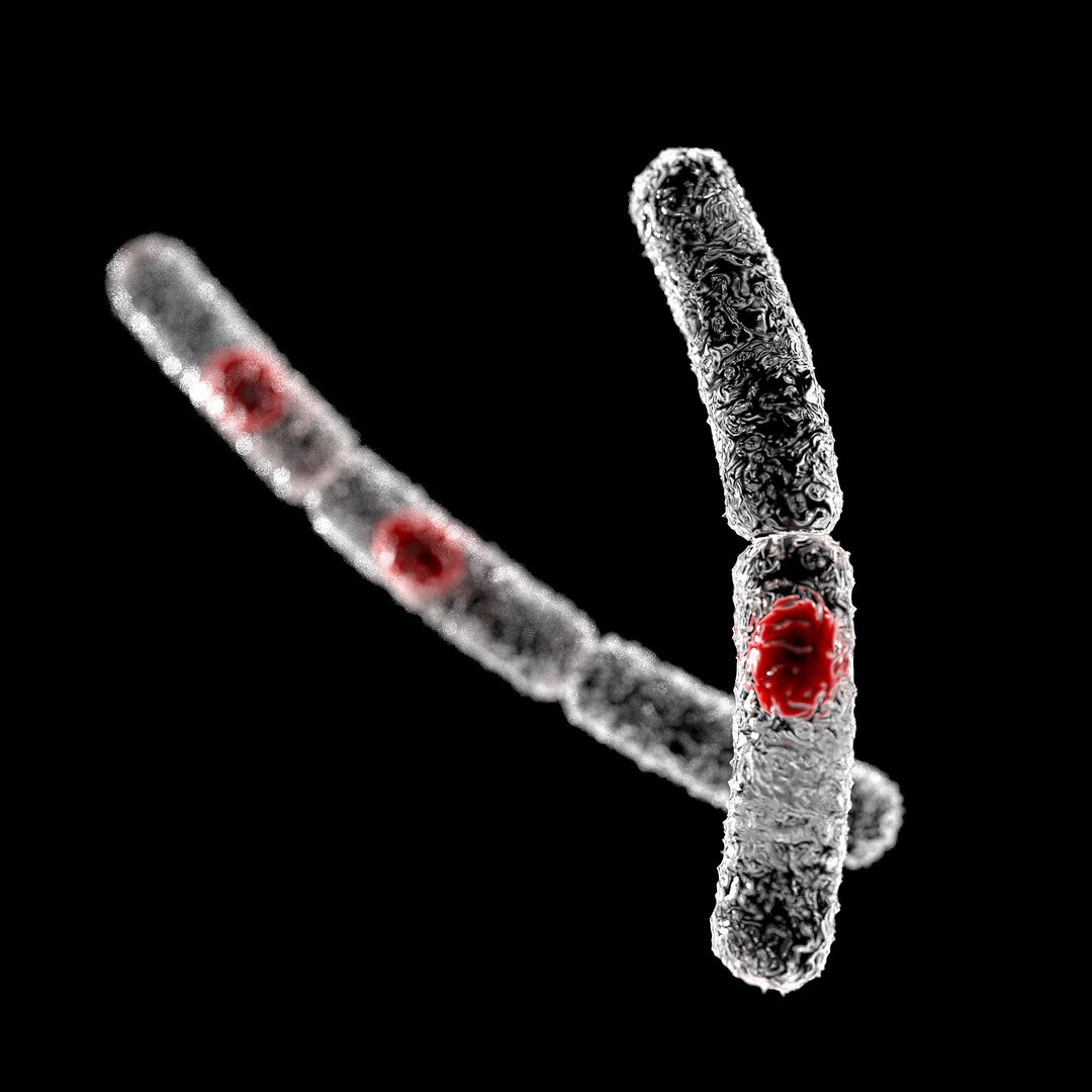 75 microbes micro bacteria cells model https://p.turbosquid.com/ts-thumb/Aq/O6rrIx/7q6P2GPO/foodpoisoningbacilluscereus_02/jpg/1601714937/1920x1080/fit_q87/27924c6eb22e6b17dcf53e721b06862e5475fc42/foodpoisoningbacilluscereus_02.jpg