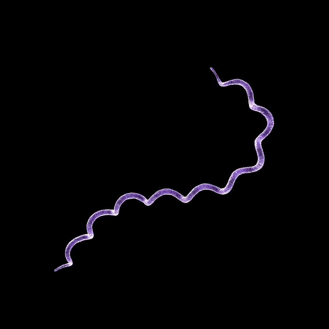 75 microbes micro bacteria cells model https://p.turbosquid.com/ts-thumb/Aq/O6rrIx/9EBGkflL/syphilistreponemapallidum_02/jpg/1601715041/1920x1080/fit_q87/ee0e5d7fb260fc3e3da65f647c580ea972446891/syphilistreponemapallidum_02.jpg